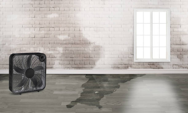 Best Flooded house restoration  in Pineville, LA